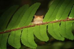 119-Drymomantis fallax